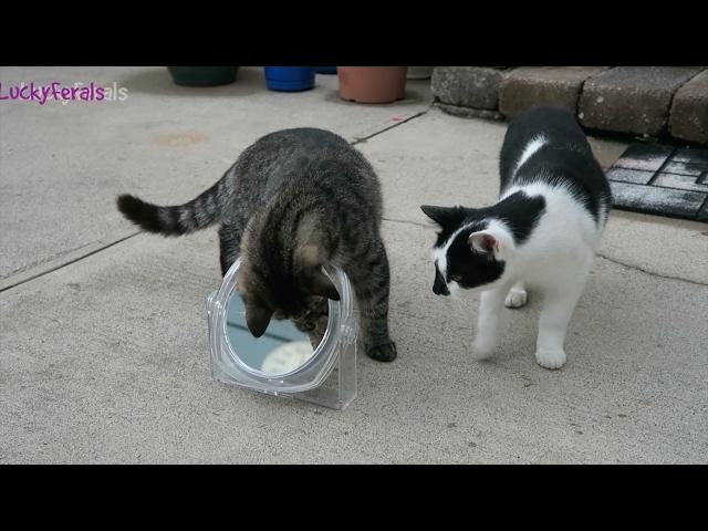 Cats For Cats To Watch HD  EPIC 3 HOURS! Cat Videos * Cats Playing * Entertainment For Cats