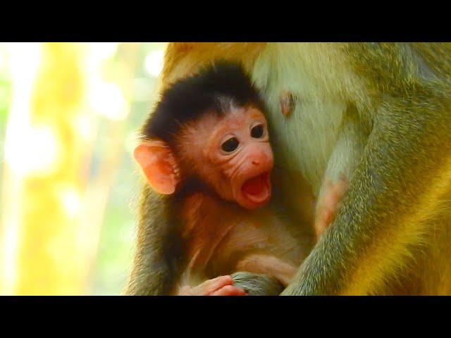 BABY MONKEY ARIANA ANGRY MUM ANNA REJECT MILK