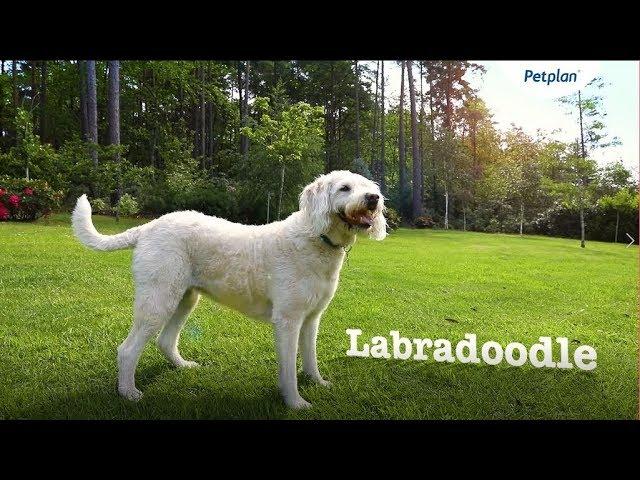 Labradoodle Breed Information: Temperament, Lifespan & Facts | Petplan