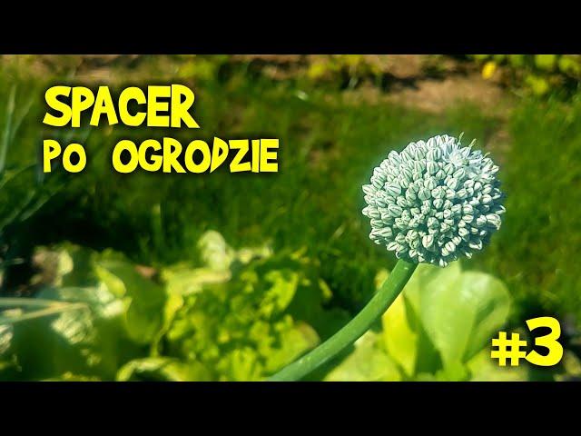 SPACER po OGRODZIE #3 - lipiec 2020 - Wiejskie Inspiracje