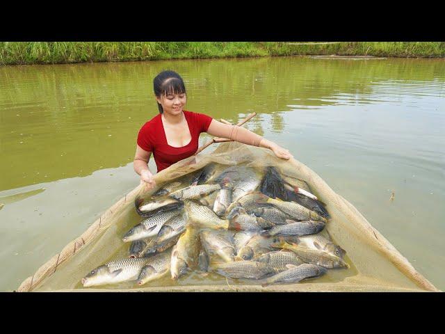 Harvesting A Lot Of Fish Goes To Countryside Market Sell || Phương - Free Bushcraft