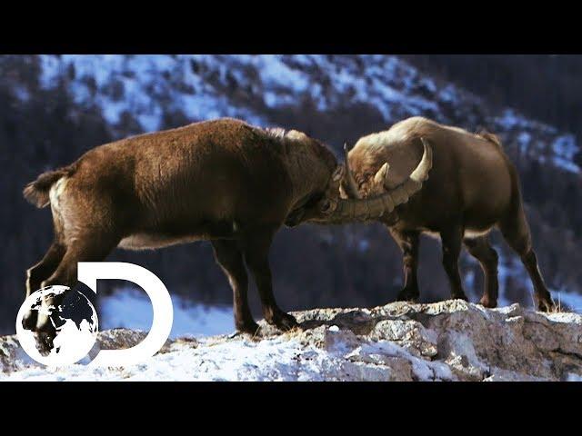 Male Alpine Ibex Goats Go Head To Head | Wildest Europe