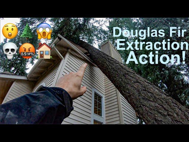 Doug Fir Extraction Action! Removing a tree that fell on a house!