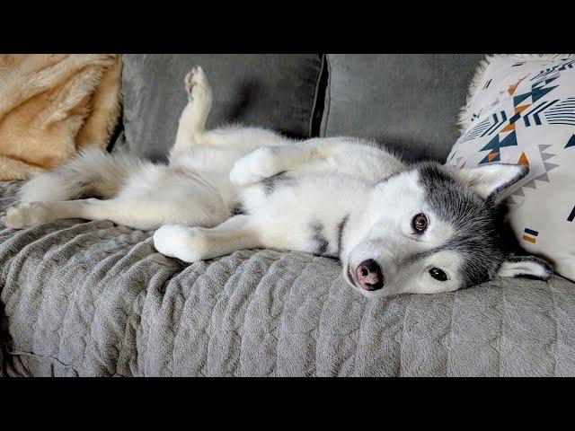 This Husky Is Happy To Have PEACE Again!