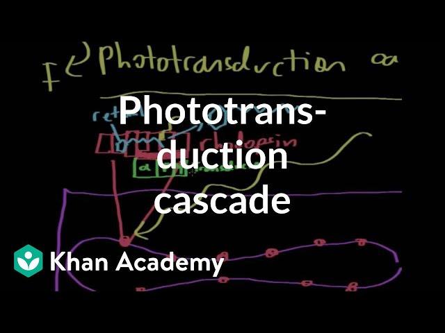 The phototransduction cascade | Processing the Environment | MCAT | Khan Academy