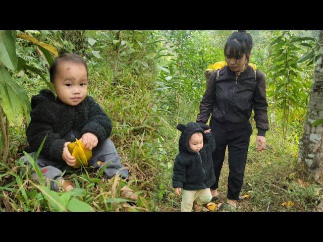 single mother Harvesting star fruit to sell And taking care of her children and building a life