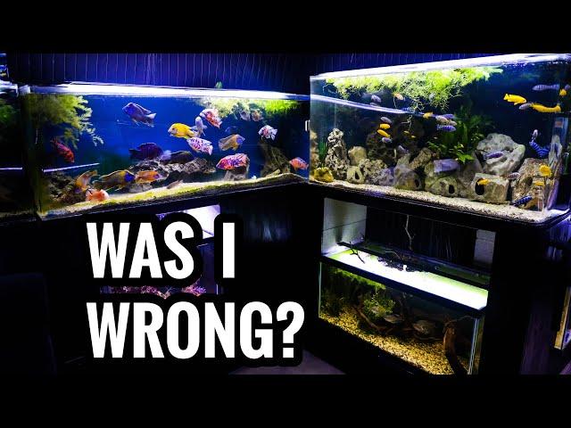 How Many AFRICAN CICHLIDS Should You Keep?