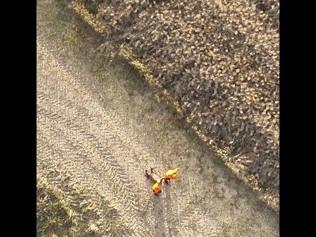 Alarm! Sauen im Raps...Erntejagd, Rapsjagd, Wildschweine, DJI Mavic 3T