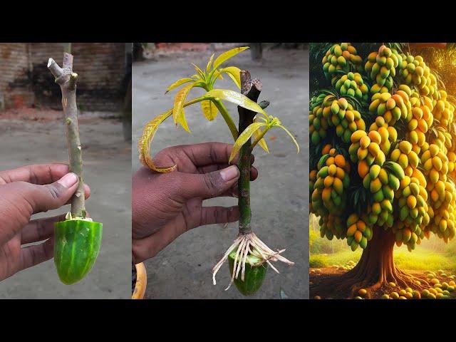 Best techniques How to growing Mango tree from cutting with cucumber