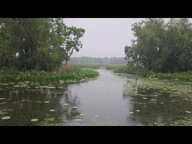 Brazos Bend State Park near Houston, Texas Nature Sounds