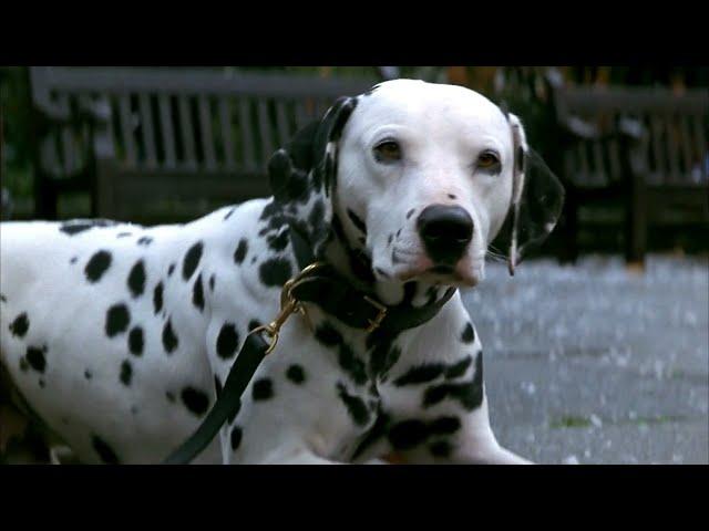 101 dalmatians (1996) - pongo meets perdy