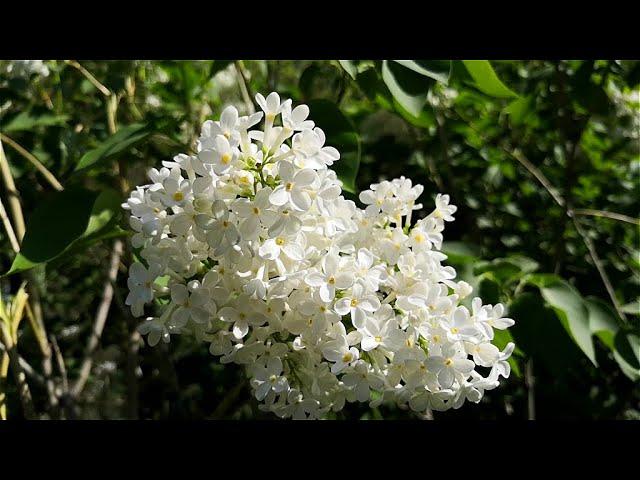 Белая сирень - весны очарованье