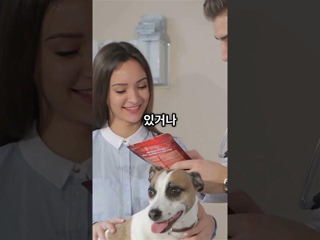 우리 강아지 쉬야할 때 낑낑? 방광염/요로 감염 의심 증상과 예방법!#강아지방광염 #강아지요로감염 #강아지오줌 #강아지건강 #댕댕이건강 #강아지질병 #반려견건강 #강아지정보