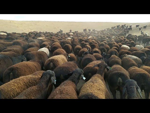 Hisori qoylar otari | Hissar sheep of Surkhandarya