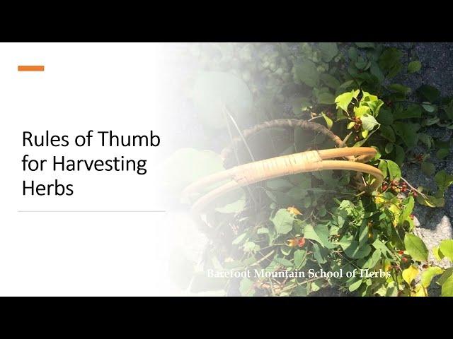 Intro to Foraging for Herbs