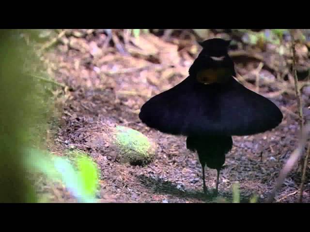 BBC Planet Earth - Birds of Paradise mating dance