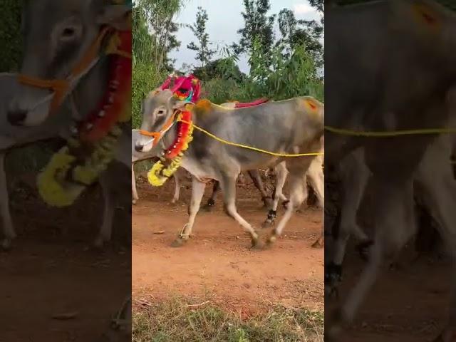 Sankranthi special cow and bulls decoration, Pongal special