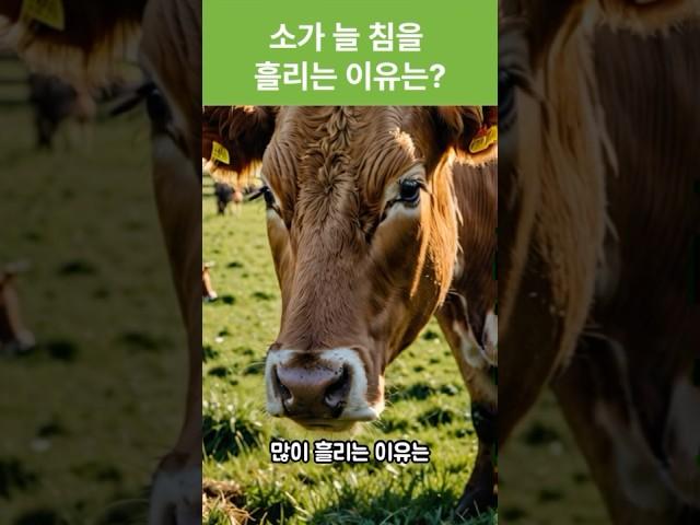 소는 하루에 얼마나 침을 흘릴까?