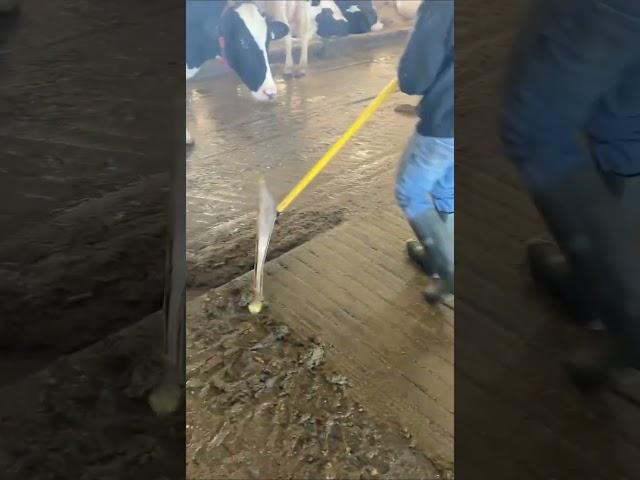 Easy Cleaning Of Cow Dairy   || #facts #knowledge #shorts