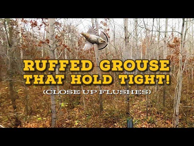 Finding UNPRESSURED Ruffed Grouse in November!