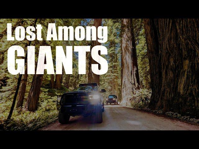 Lost Among Giants: Exploring the Redwood Coast Adventure Trail