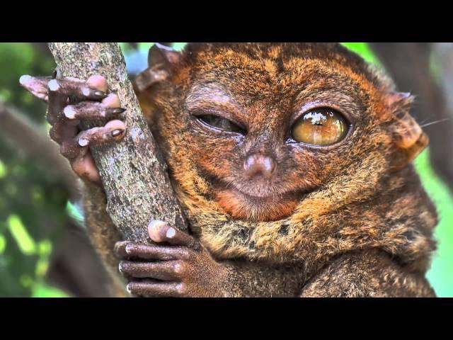 True Facts About The Tarsier