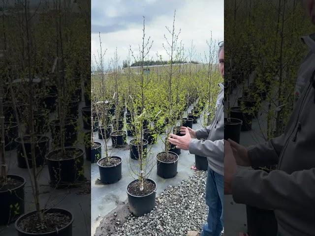 Need Something Larger? Check Out the #7 Dakota Pinnacle Birch