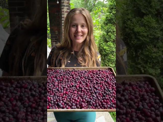 Dealing with the Abundance: harvesting berries and grape leaves! #growyourownfood #foraging