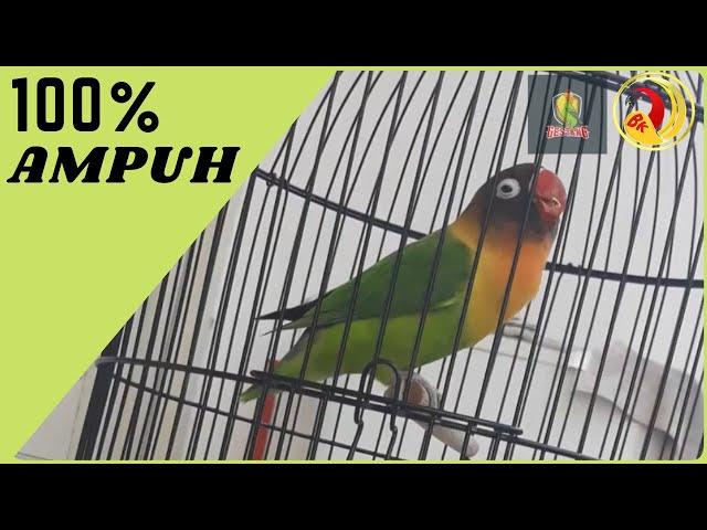 100 % Ampuh,  Suara Pancingan Lovebird Ngekek Panjang Pasti Langsung Nyaut