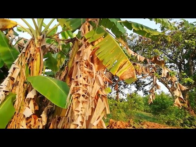 植物生长受环境影响，人类社会也受环境影响，这里面有着某种哲理