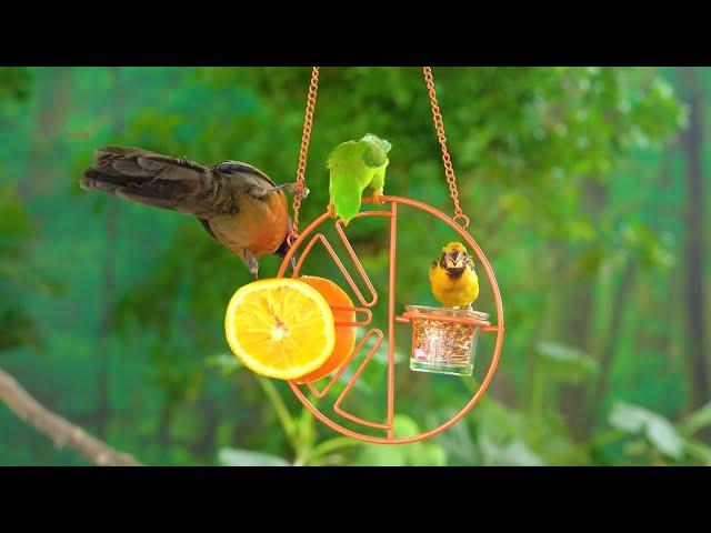 Cat TV for Cats to Watch: Lively Birds and Parrots in Stunning 4K HDR Nature - 3 Hours