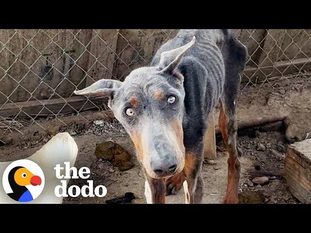 Skinny Doberman Living In A Cage For A Year Looks So Different Now | The Dodo