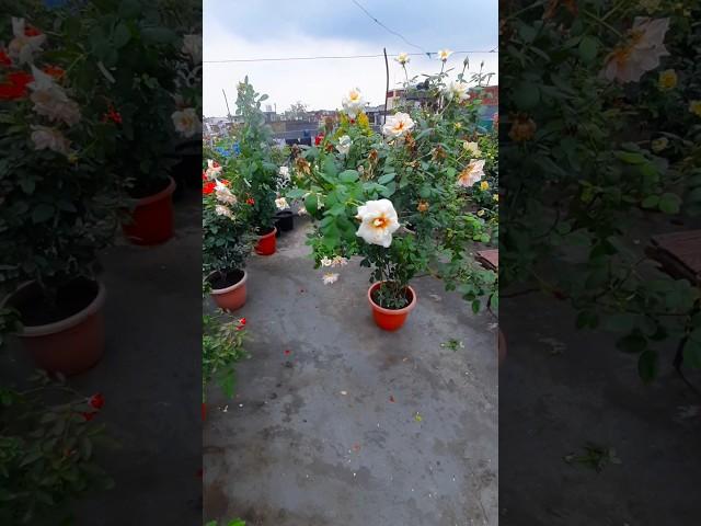 Rose | terrace gardening | #Rose#gardening #garden