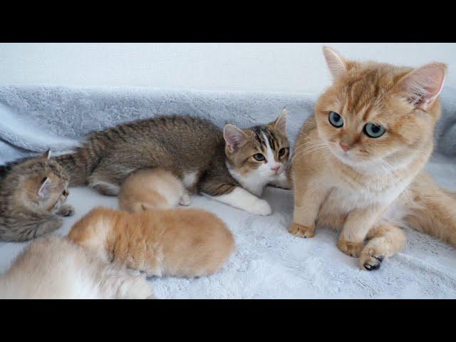 Kitten Nico still tries to drink milk from his grandmother's cat Mimi!