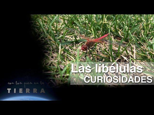 Con los pies en la Tierra | Las libélulas