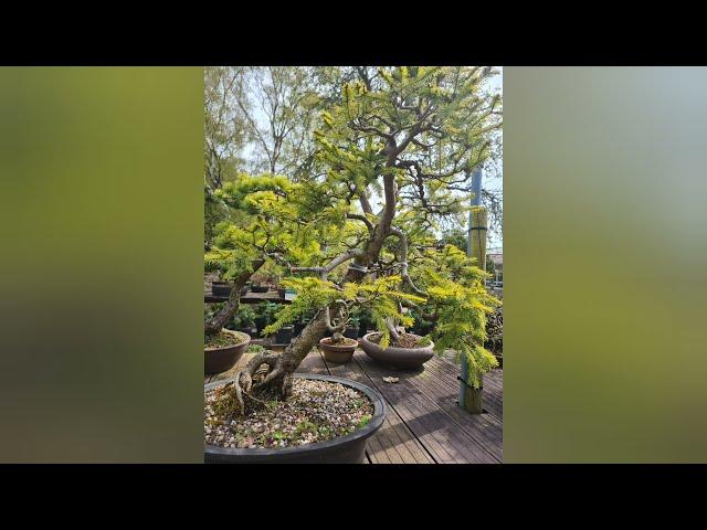 shopping at Greenwood bonsai studio Nottingham