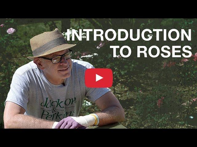 Introduction to Roses