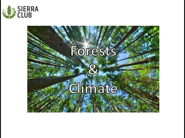 Forests & Climate introductory video