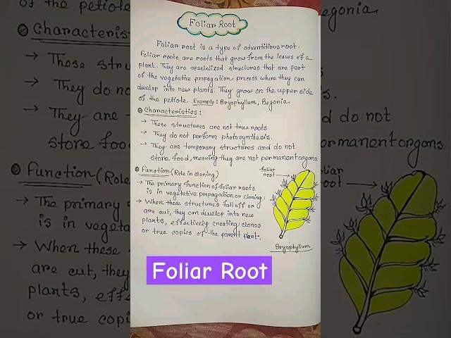 foliar root || morphology in flowering plants #biology #botany #shorts #ytshorts #viral #trending