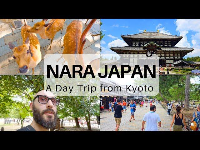 How to Take a Day Trip to Nara from Kyoto, Japan (#7)