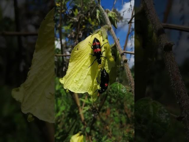 Blister Beetles - Shows three pairs of legs, a pair of antennae and wings.