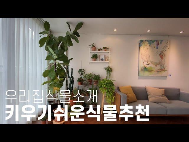 식물키우기/키우기 쉬운식물 추천/ indoor plants for beginer/즐거운집생활