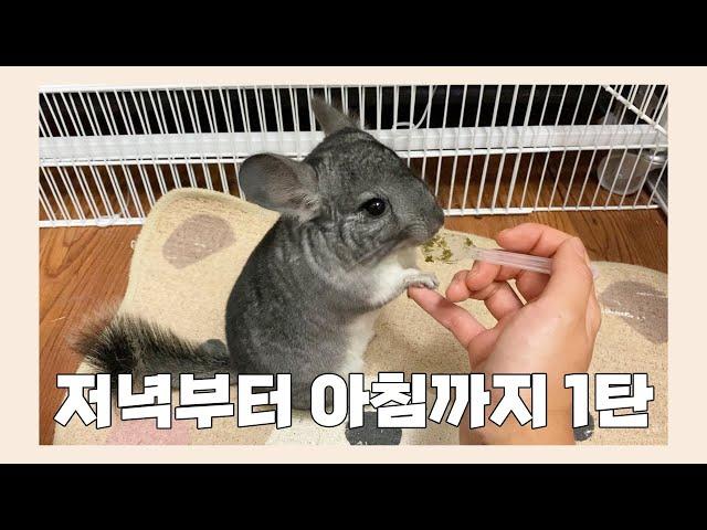 [Vlog]  응가주의ㅣ친칠라는 똥쟁이?!  ㅣ친칠라 집사 브이로그 1탄 ㅣ친칠라  산책 