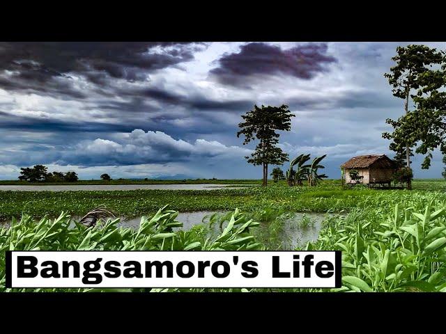 Bangsamoro’s Fishing Life | Fish Trapping in Ligawasan Marsh Philippines | Locals life