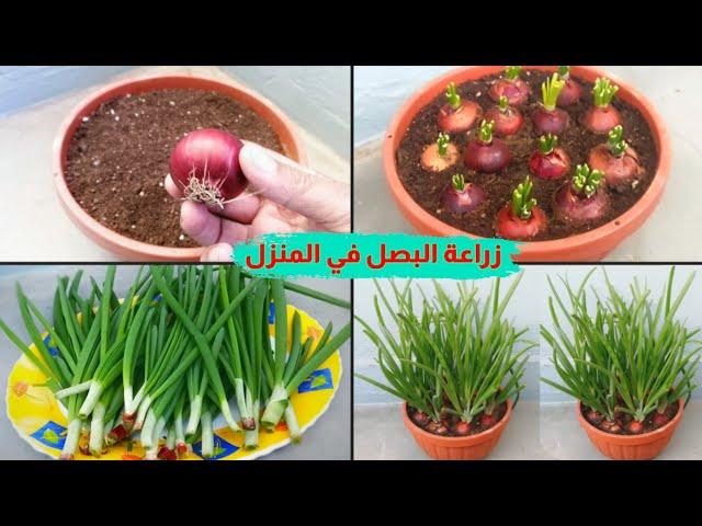 زراعة البصل في المنزل لا تحتاج إلى مساحة