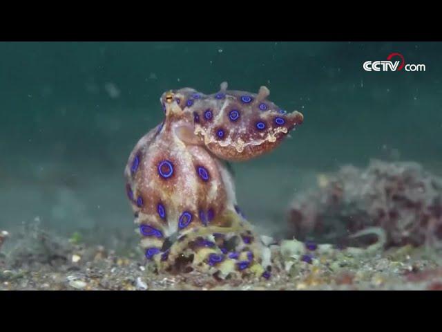 Pulpos de anillos azules|CCTV Español