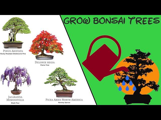 Grow Bonsai Trees from Seed