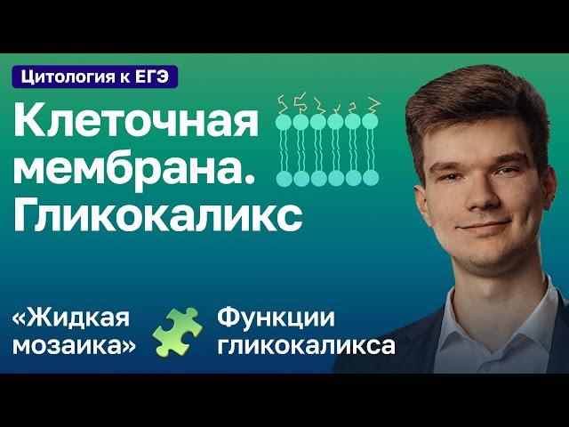 2.28. Клеточная мембрана и гликокаликс | Цитология к ЕГЭ | Георгий Мишуровский