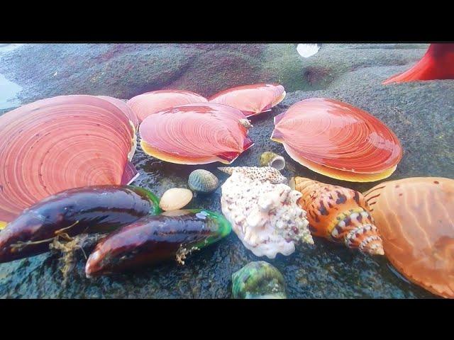 Giant scallops are found in large numbers on the beach. Some rare shellfish and pearls