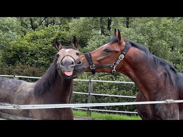 Best funniest horses of the week - Funny And Cute horses Video Compilation 2024 #21